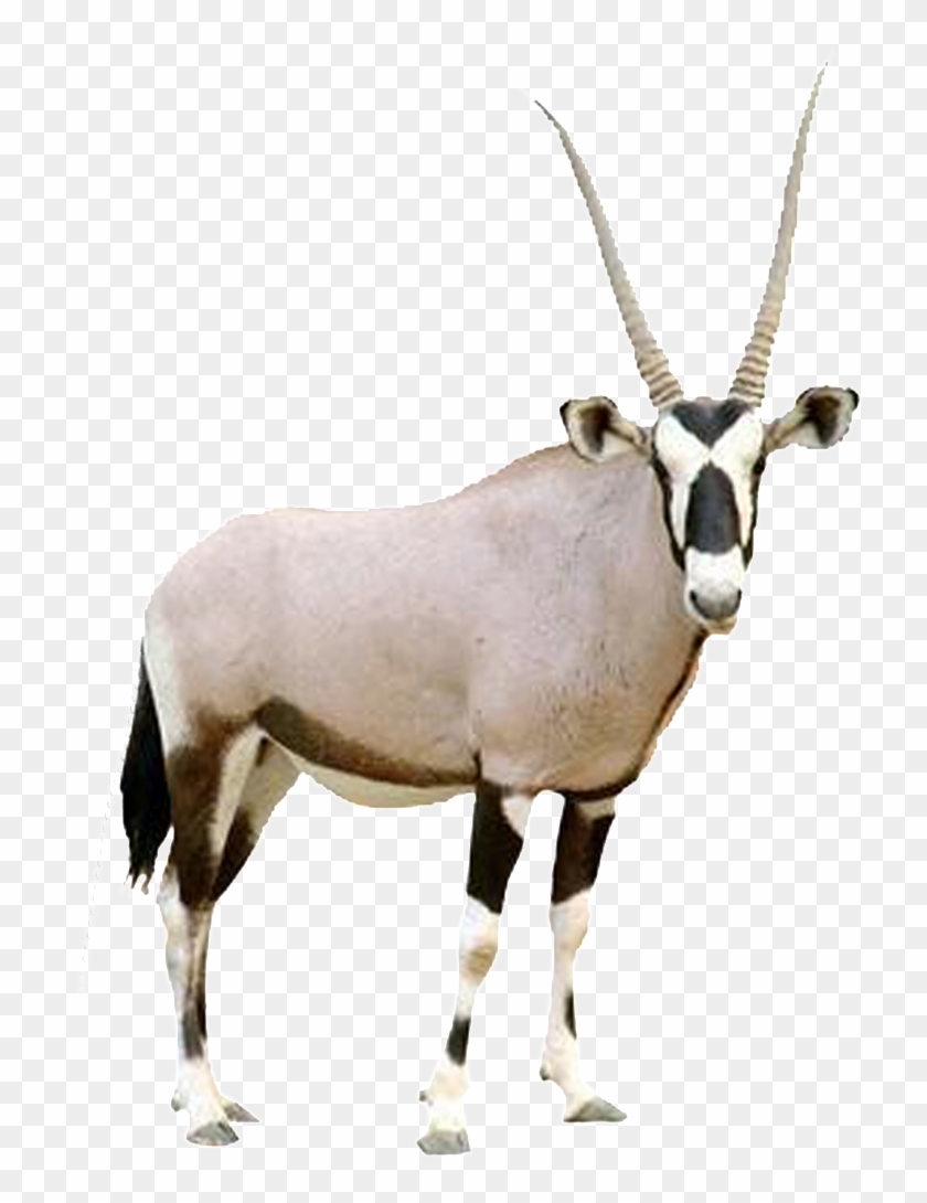 HD Beautiful Tibetan Antelope Static Png Arabian Oryx
