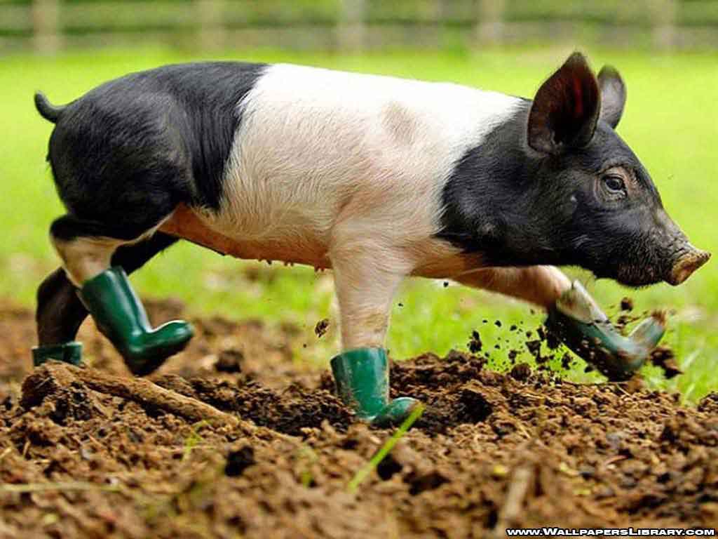Baby Pig Wallpaper 22968 Hd Wallpapers in Animals   Imagescicom