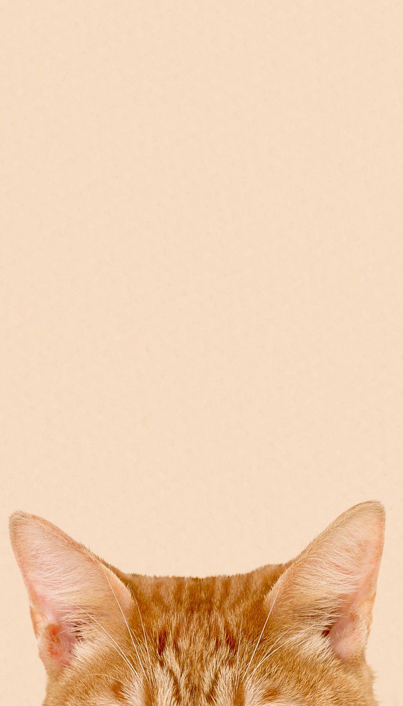 Cat Phone Wallpaper