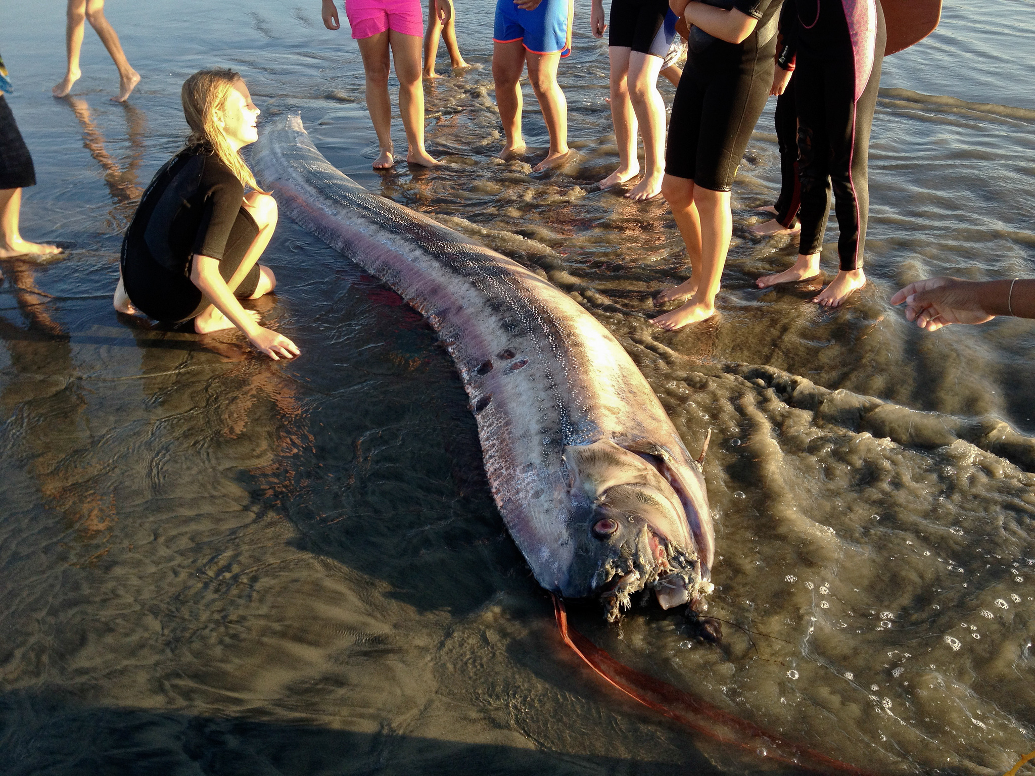 Surprising Facts About The Oarfish That Has Been Washing Up On