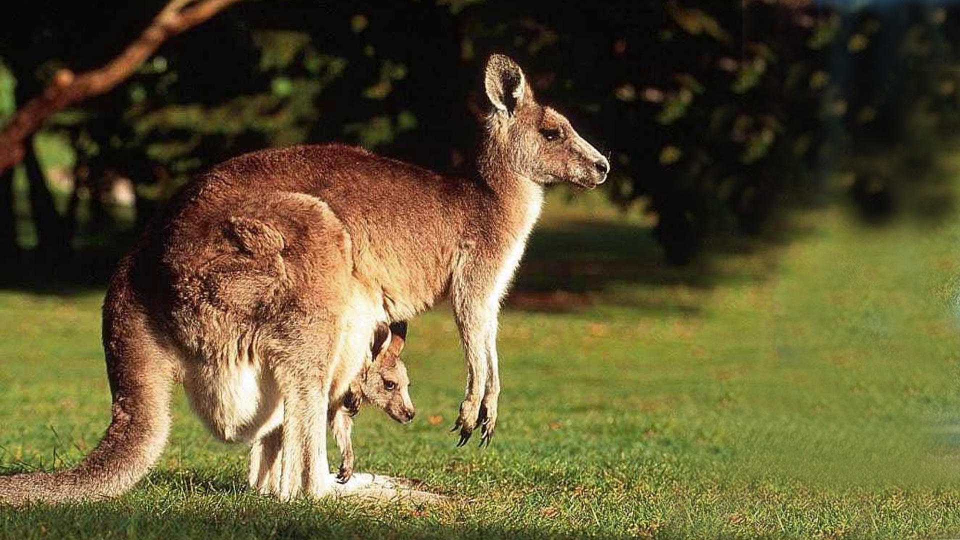 Animal Kangaroo With His Cute Baby Choice Wallpaper