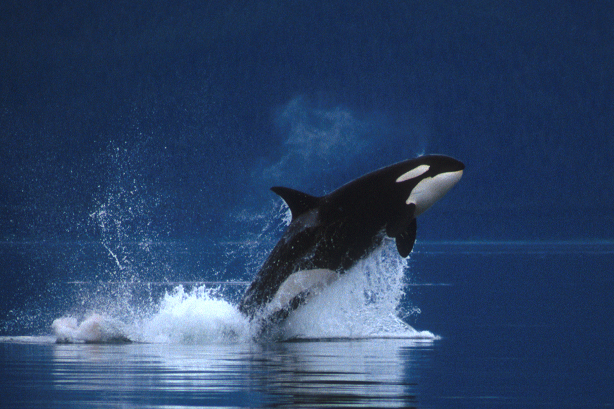 Orca Wallpaper For
