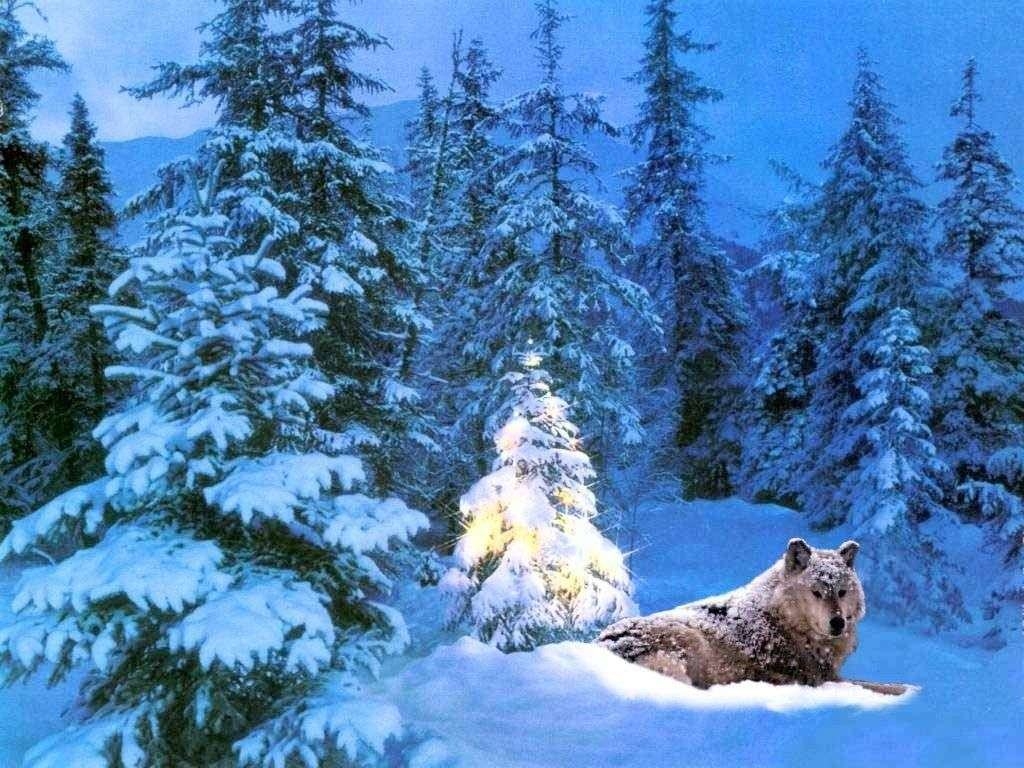 Wallpaper Background Christmas Wolf