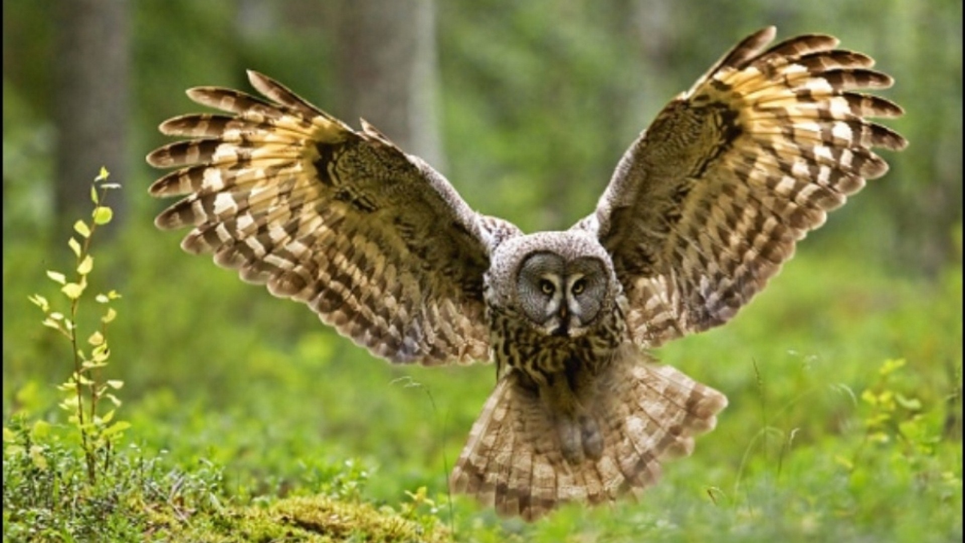 Owl Wings Bird Desktop Background Car Tuning