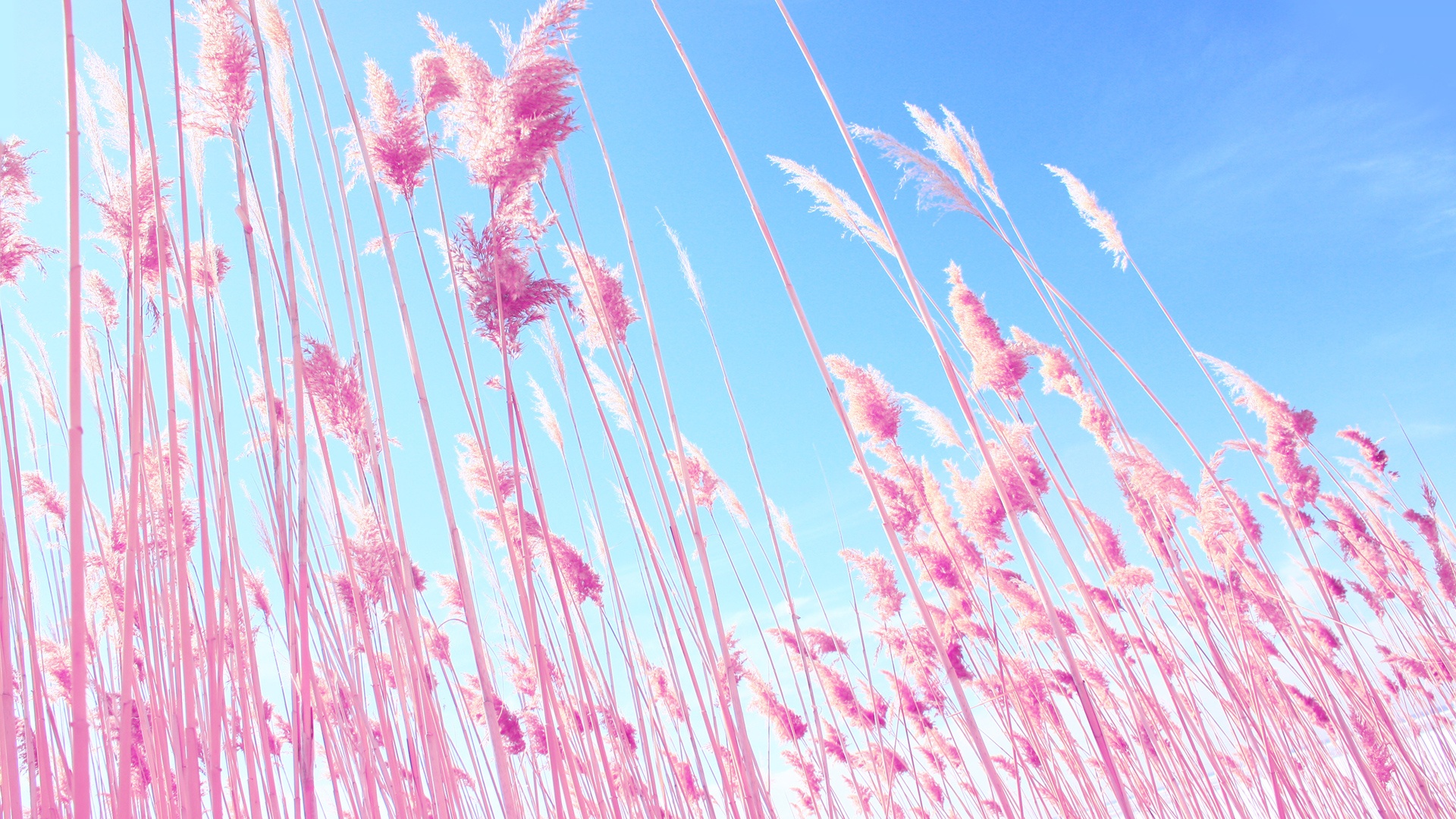 Pastel Pink Wallpaper