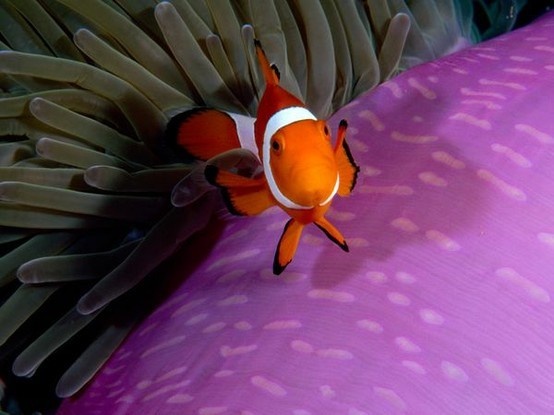 Reefstudy Coral Reef Sps Corals Hawaii Clownfish