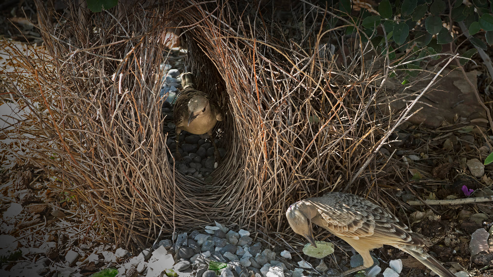 Bowerbird San Diego Zoo Animals Plants