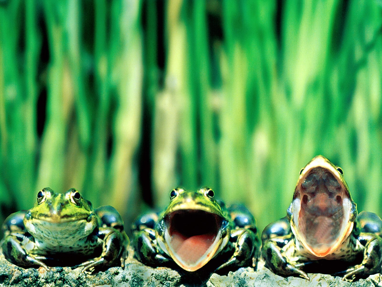 Frog Wallpapers Desktop Wallpapers