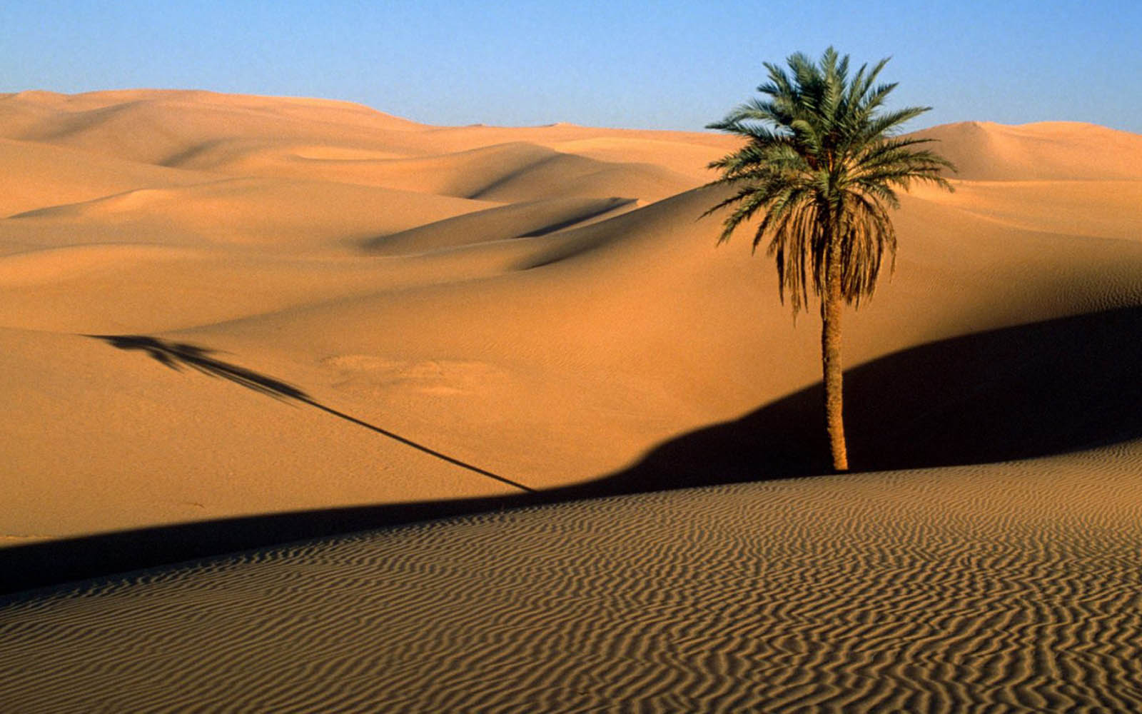 Desert Wallpaper