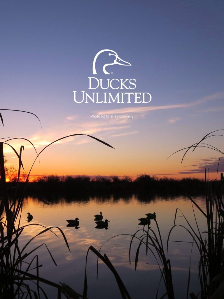 Ducks Unlimited Mobile Wallpaper Hunting iPhone