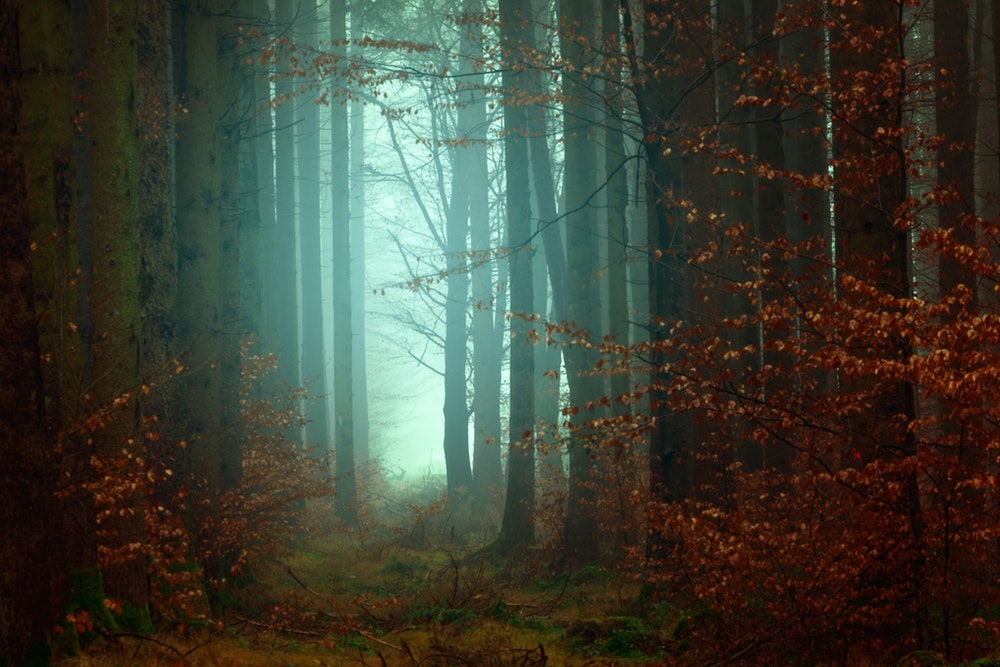 Foggy Forest Pictures Stunning Image On