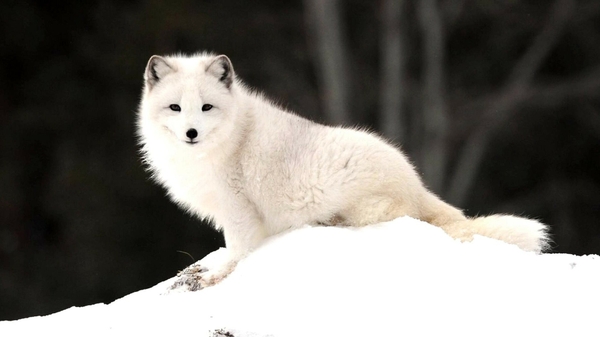 Snow Animals Arctic Fox Foxes Wallpaper