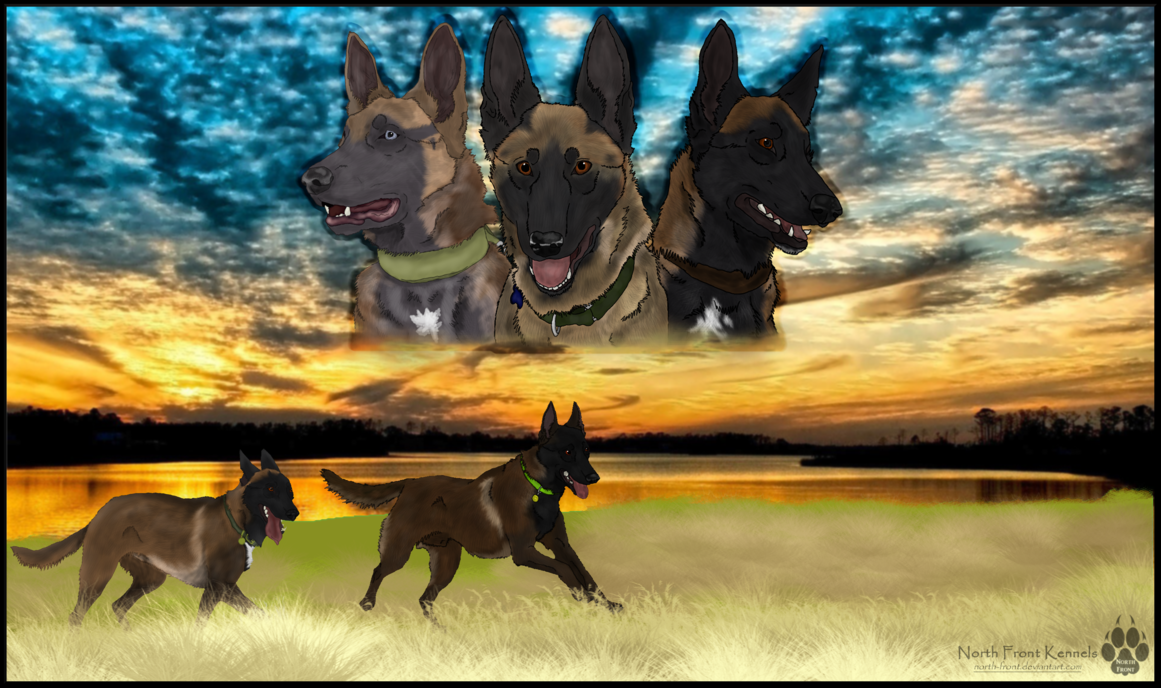 The Belgian Malinois Breed Promotion By North Front