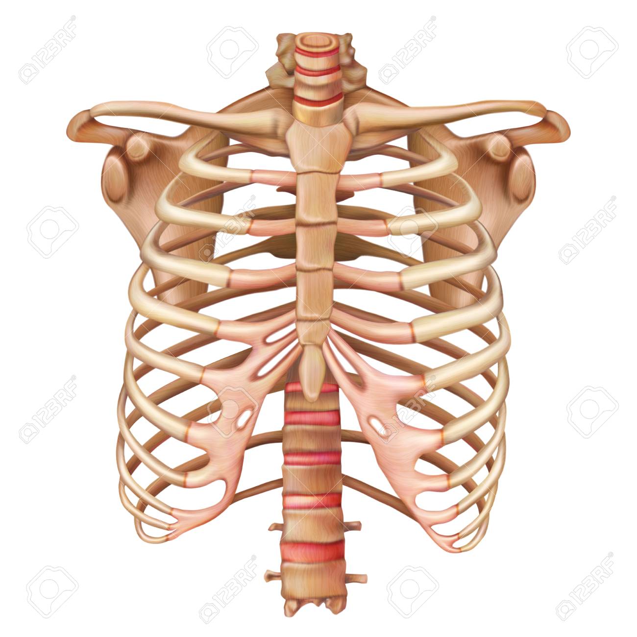 Rib Cage Bones Human Skeletal System Anatomy Vector