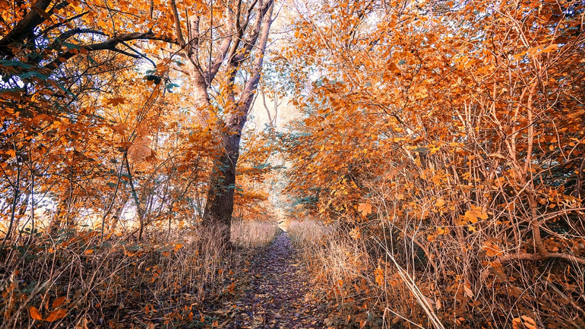 Early Fall Wallpaper