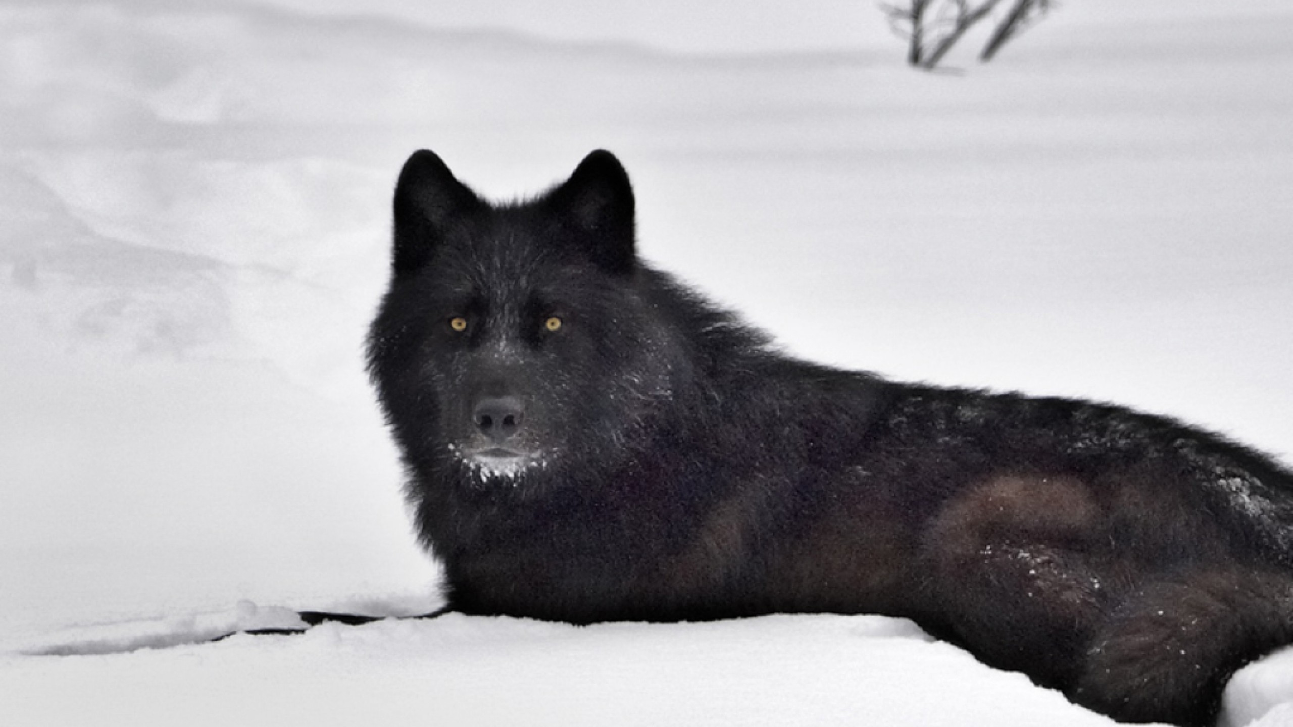 Black And White Wolf Wallpaper Desktop HD Pictures