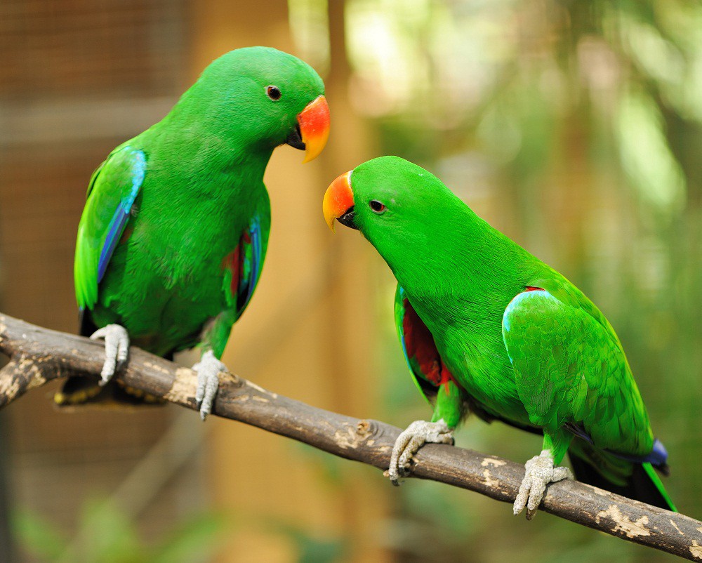 The Green Parrot Bird HD Wallpaper