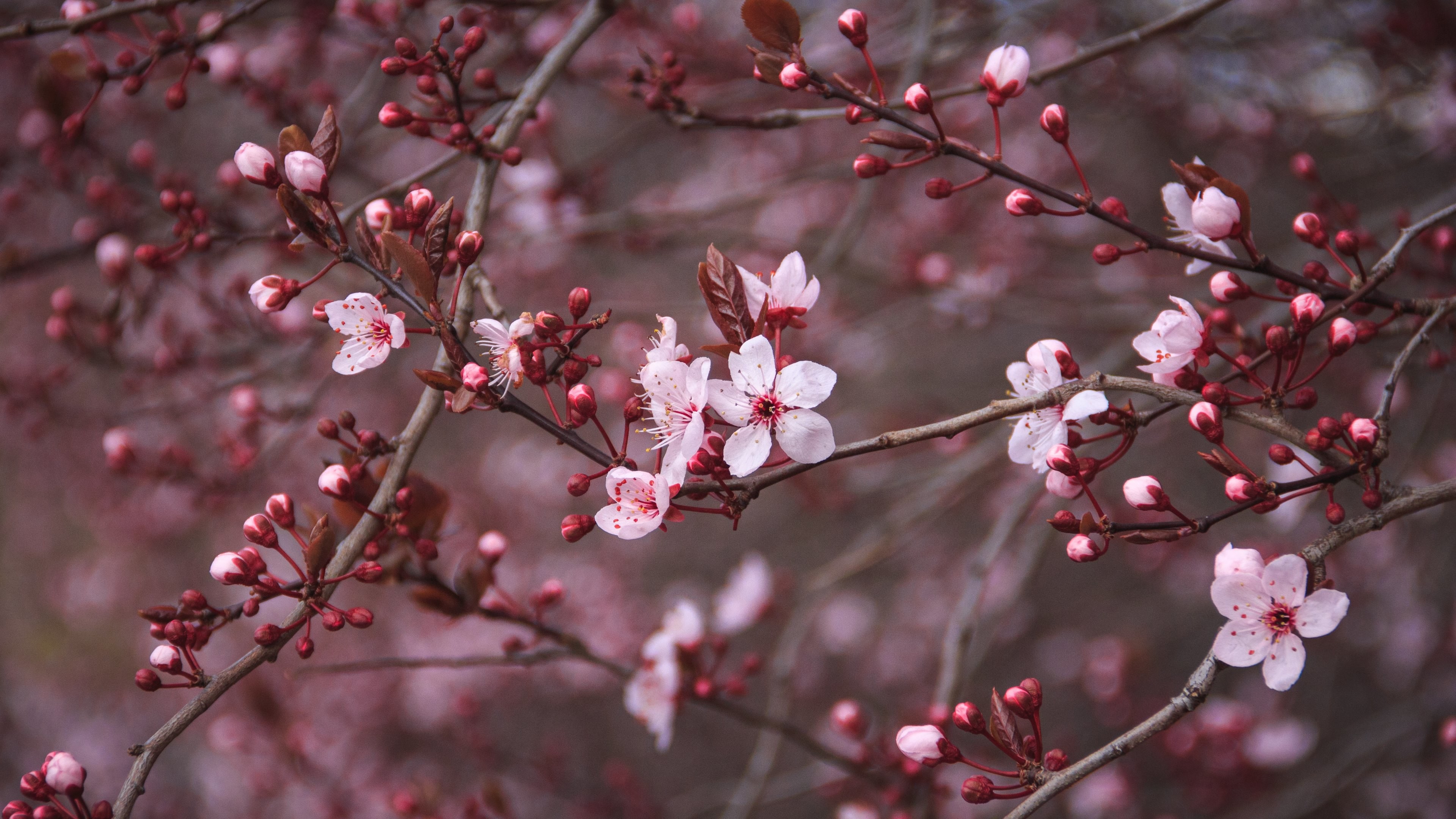 Cherry Blossom Background Wallpaper