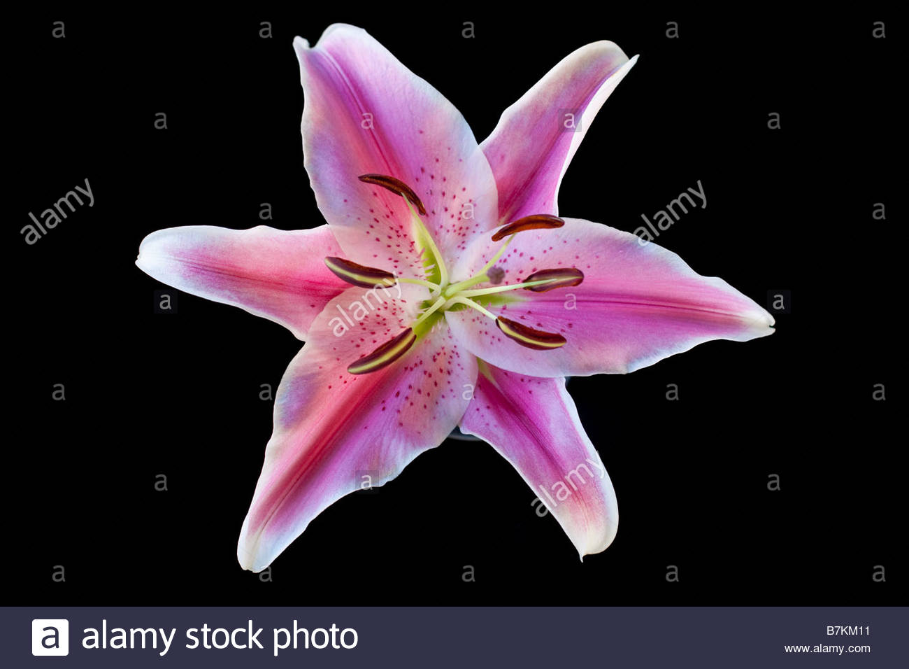 Stargazer Lily On Black Background Stock Photo Picture And Royalty