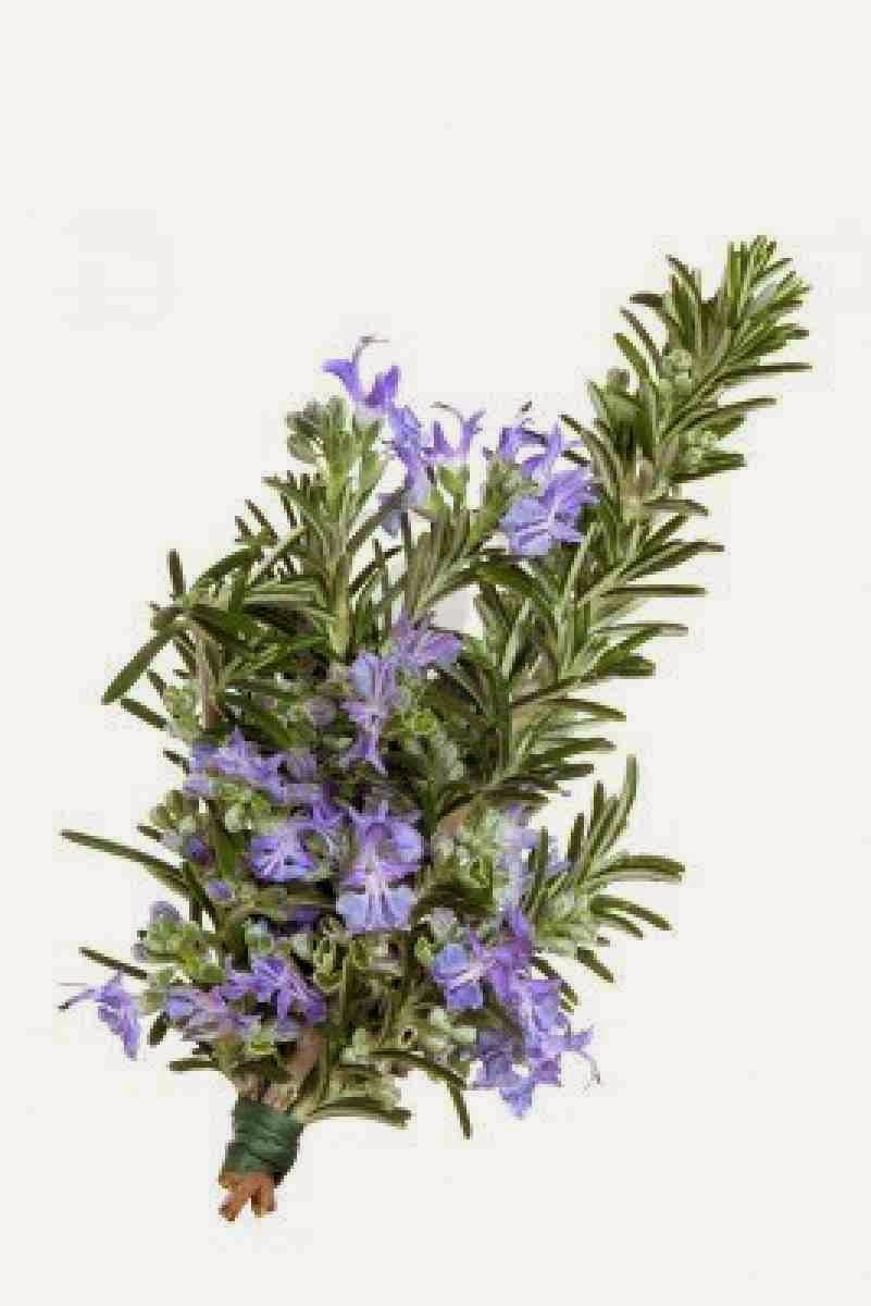 So Rosemary Is Often Used In Funerals Or Memorial Services Tucked