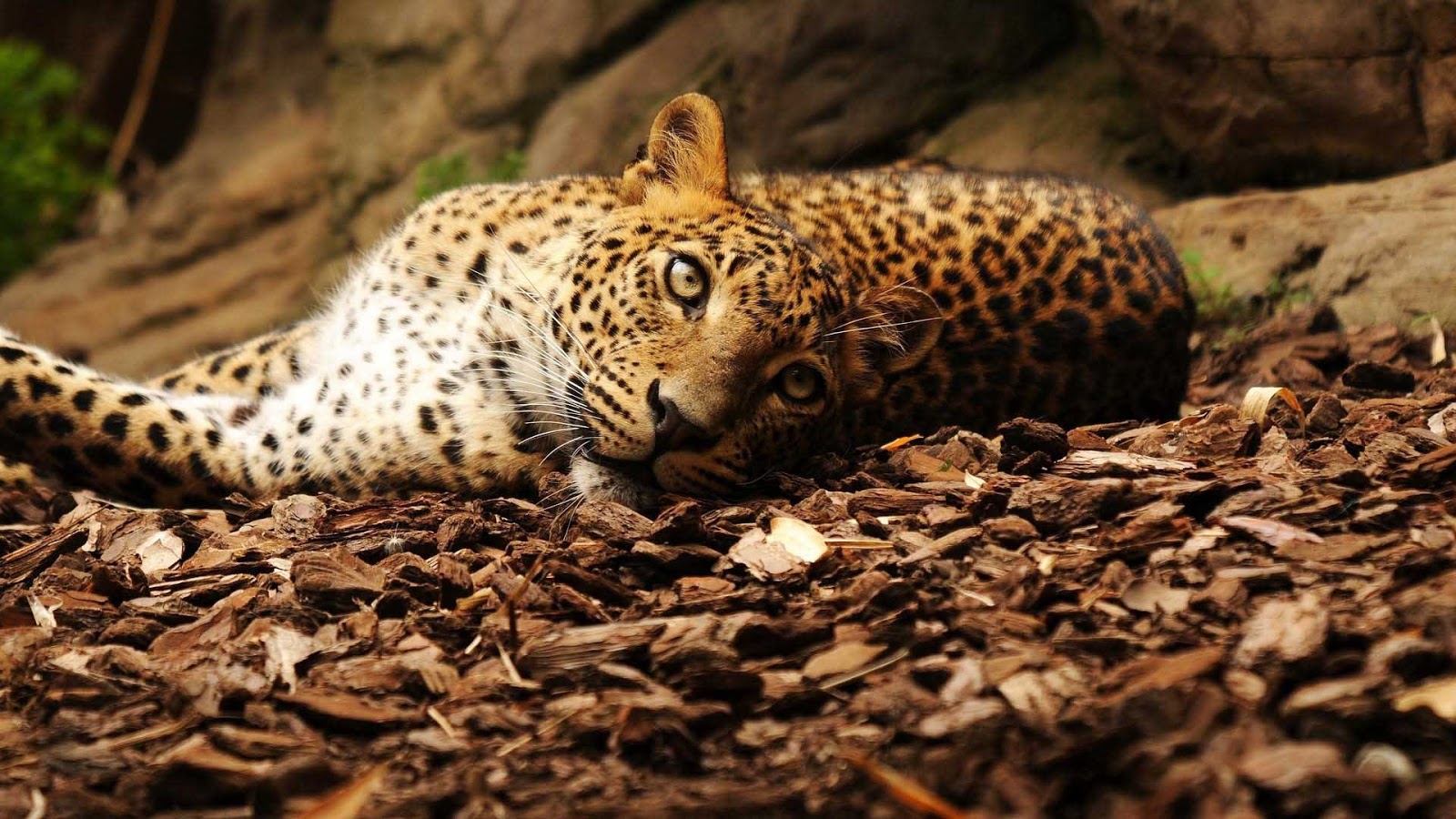 Leopard 1080p Photo Photosjunction