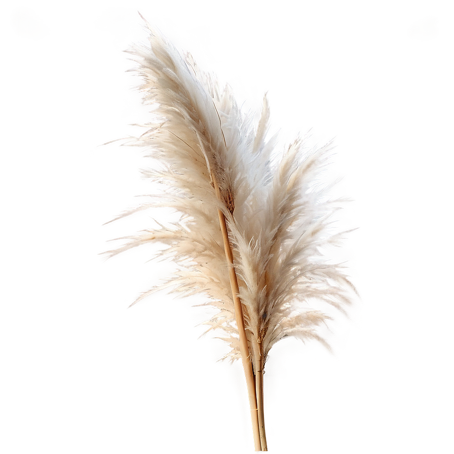 Pampas Grass D Wallpaper