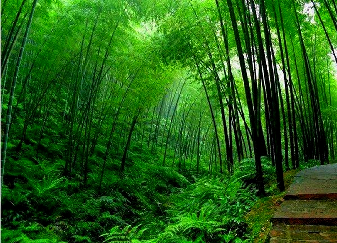 Bamboo Forest China HD Desktop Wallpaper Widescreen High