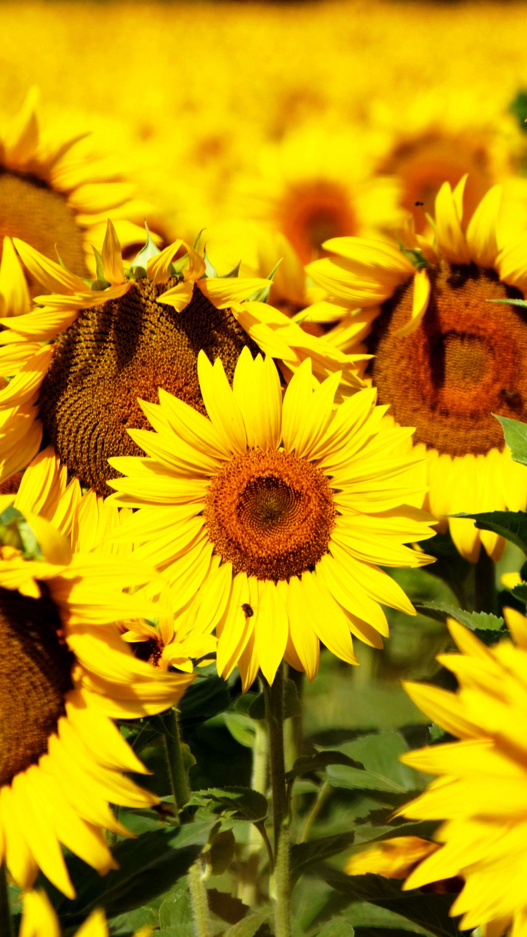 Wallpaper Sunflowers 5k 4k 8k Flowers Field Yellow