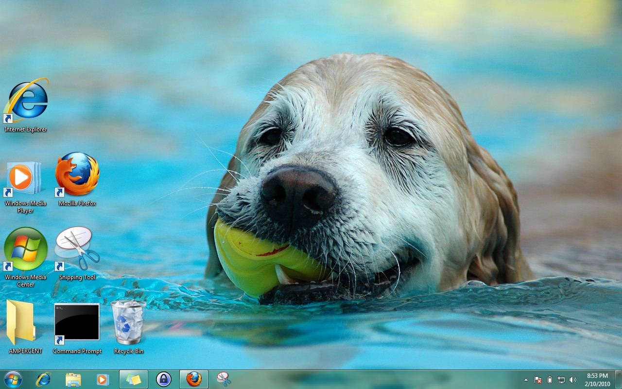 Windows Themes Dogs In Summer Theme