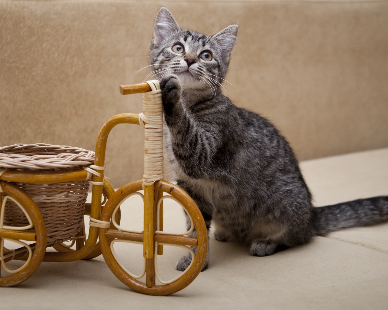Wallpaper Kitten Invention Bicycle Standard