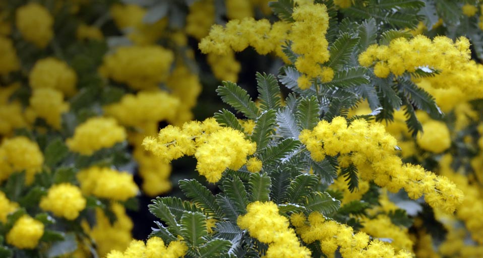Bing Images   Spring Flowers   Baileys wattle Acacia baileyana