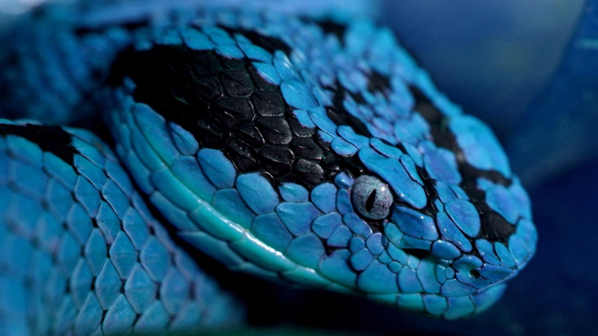 Blue Snake Wallpaper