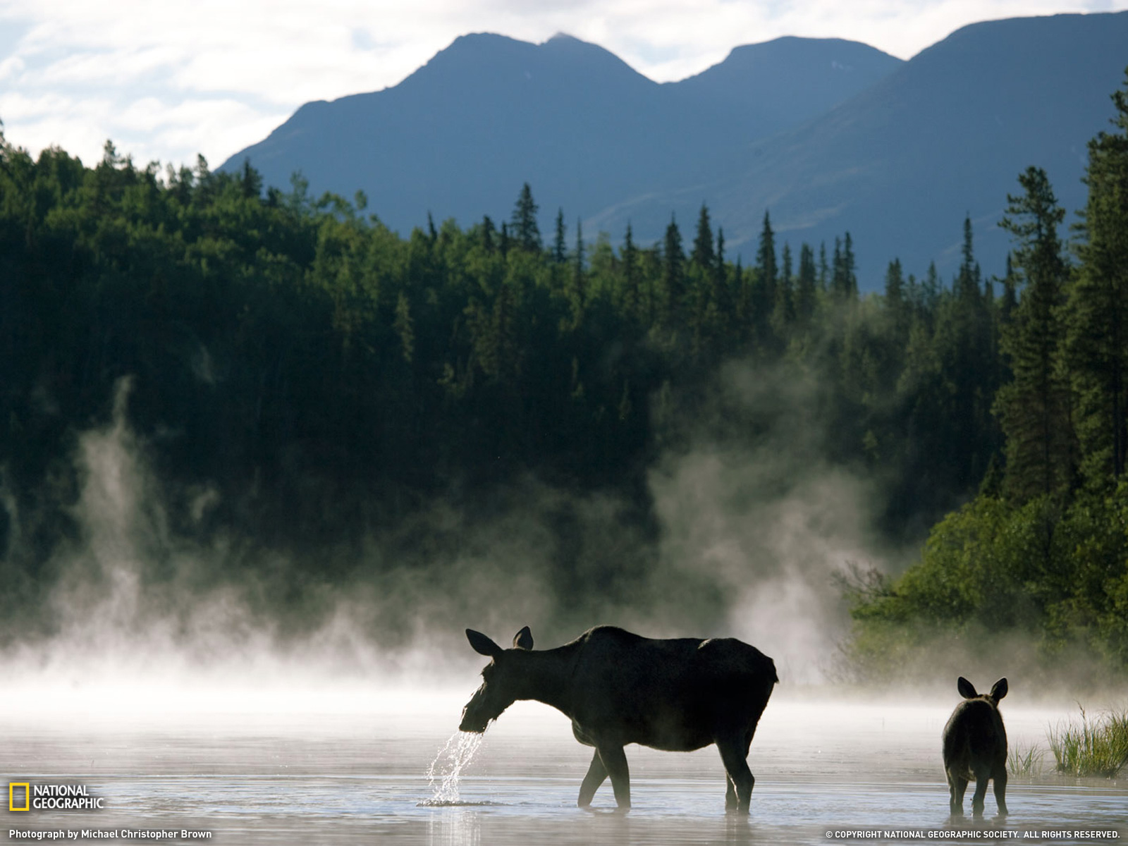 Moose Cow And Calf Picture Mayfield Lake National Geographic Photo