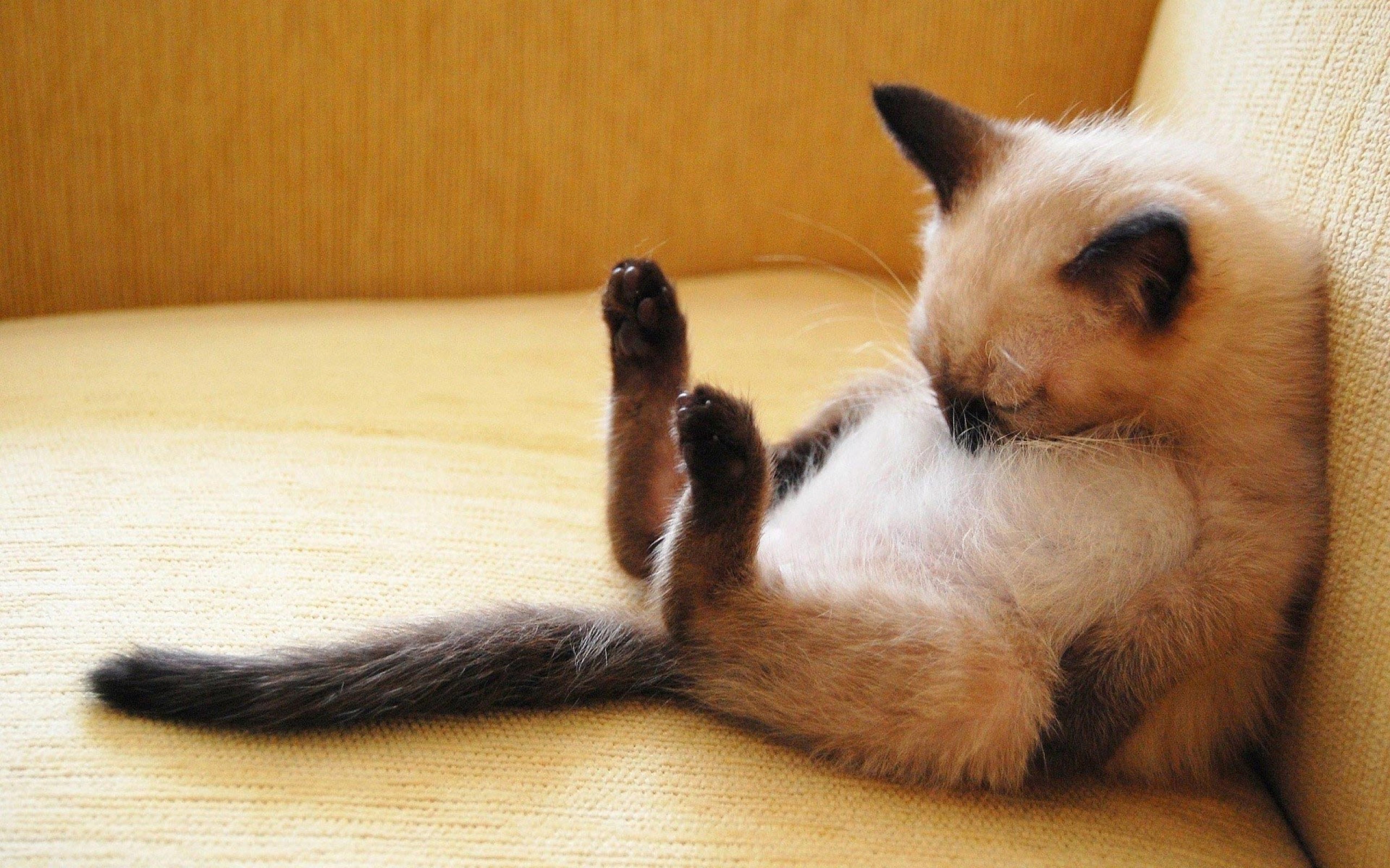 Funny Siamese Cat Wallpaper Desktop Wallpaperlepi