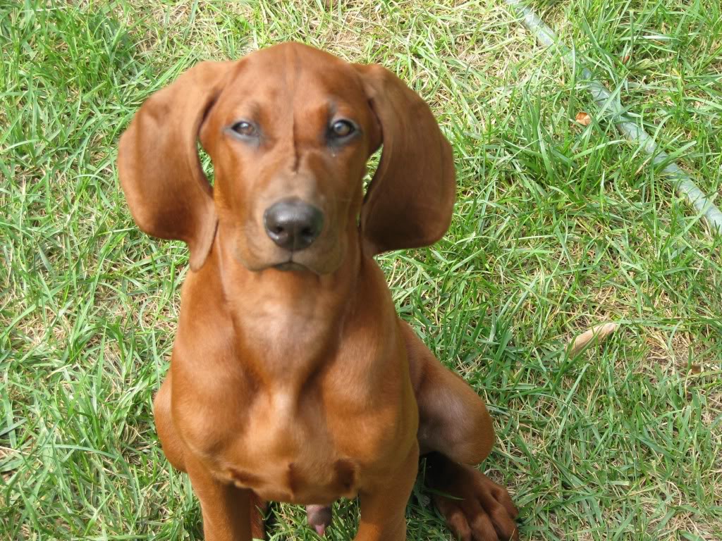 Redbone Coonhound Dog Face Photo And Wallpaper Beautiful