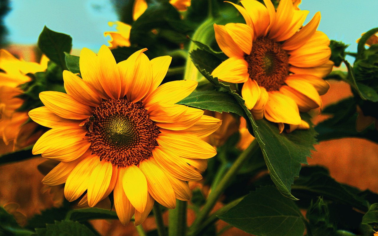 Sunflower Wallpaper Fullscreen Desktop Widescreen