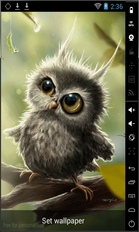 Funny Little Owl Live Wallpaper For Your Android Phone
