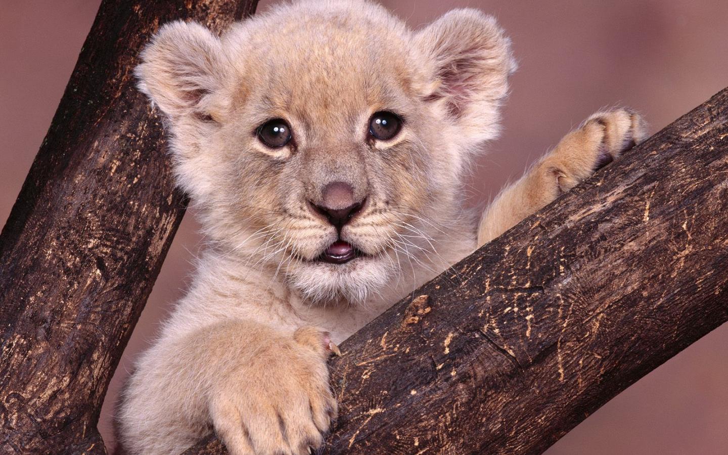 Animal Lions Lion Cub Photos Photo Animals