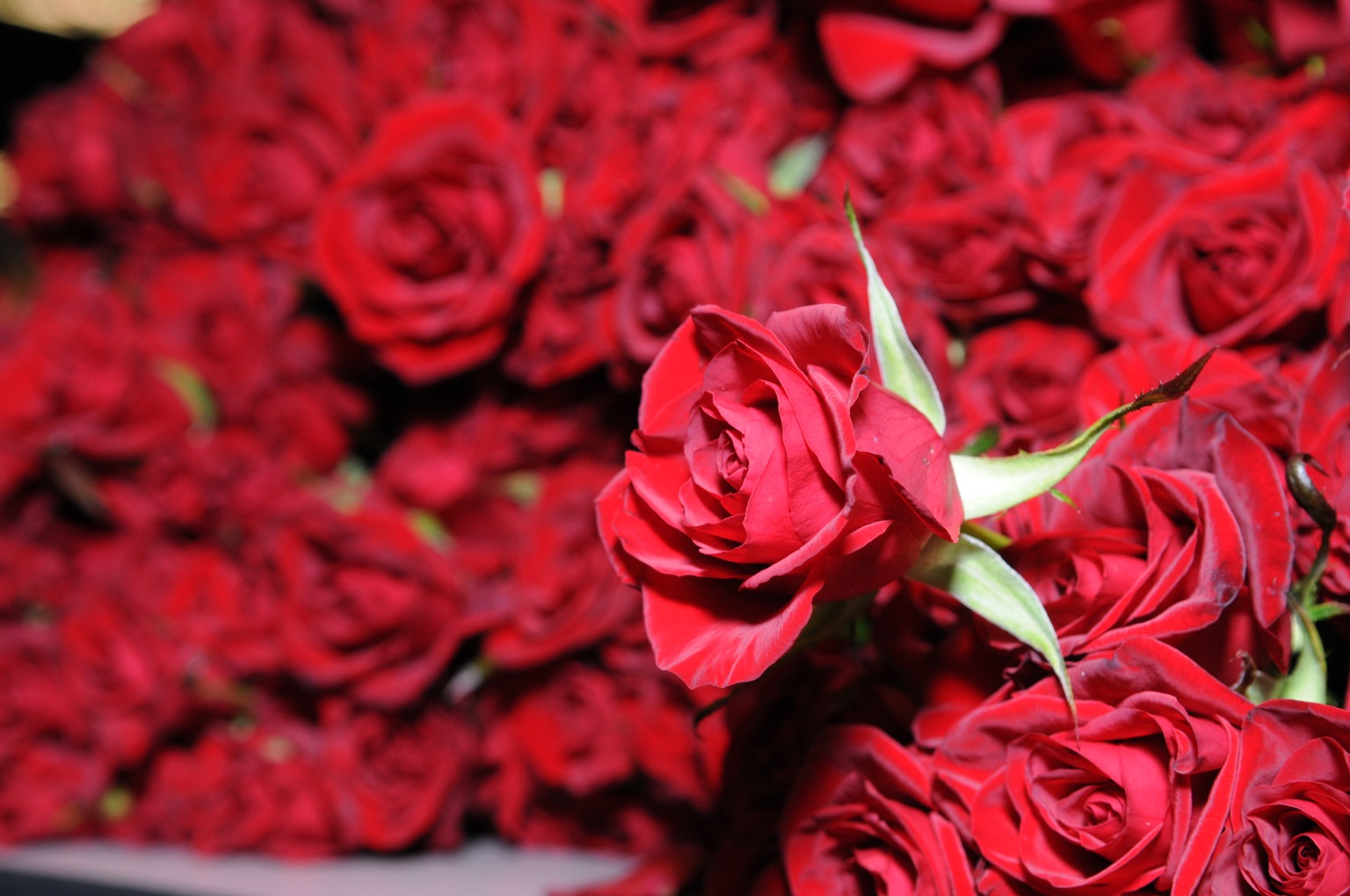 red roses most popular rose rose wallpapers beautiful 1536x1020