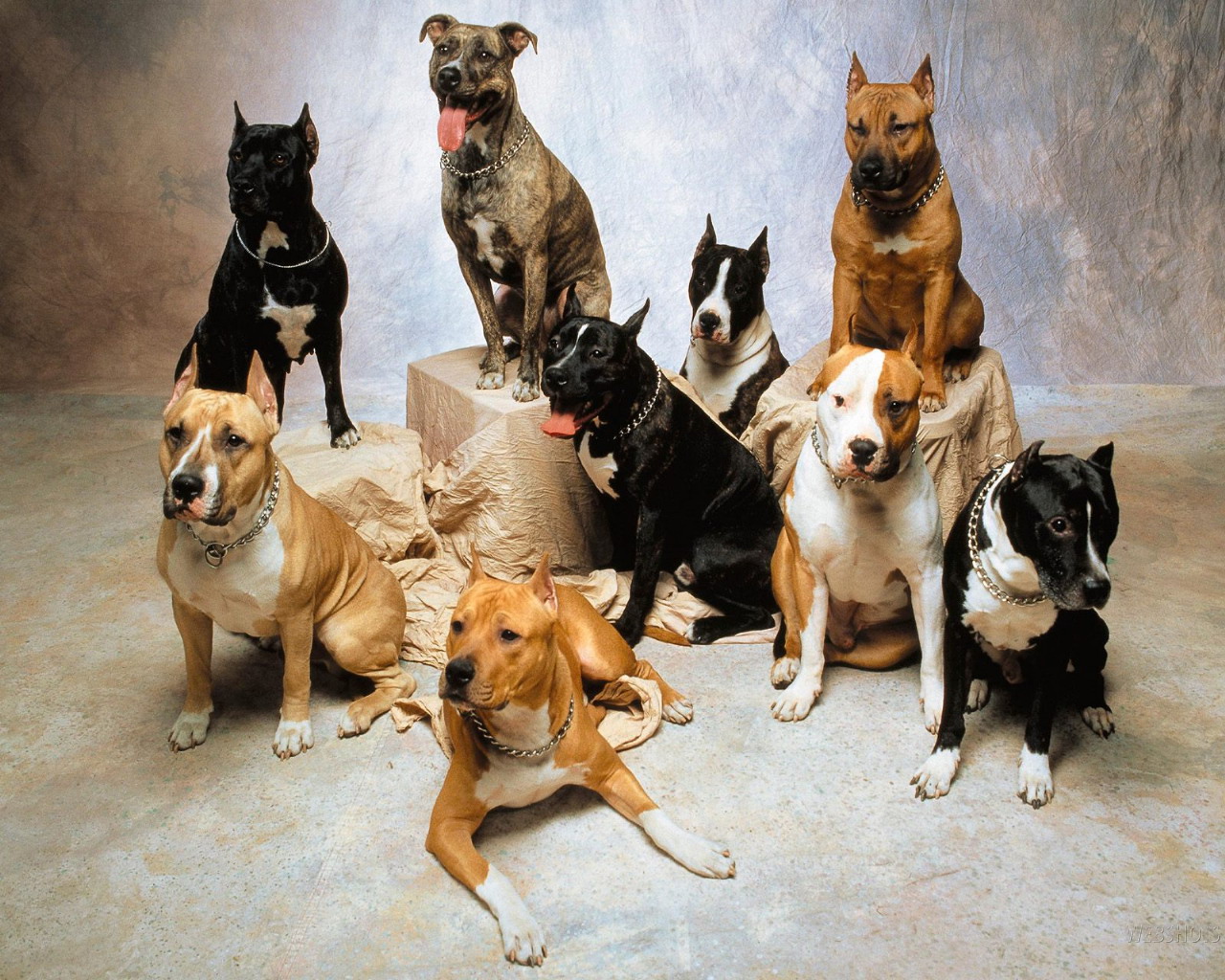 American Pit Bull Terrier Wallpaper HD