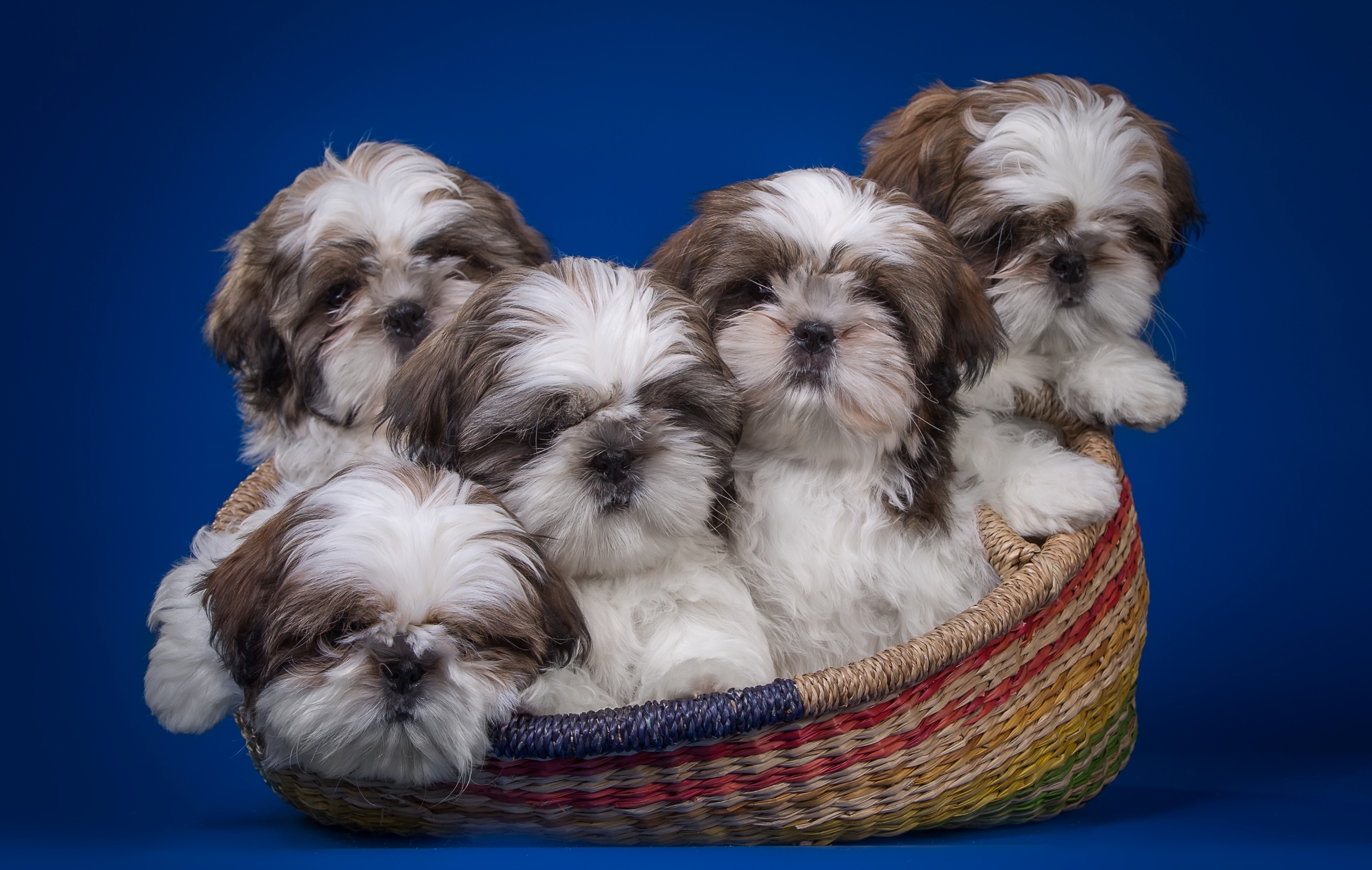 Wallpaper Shih Tzu Puppies Basket Quintet Dog