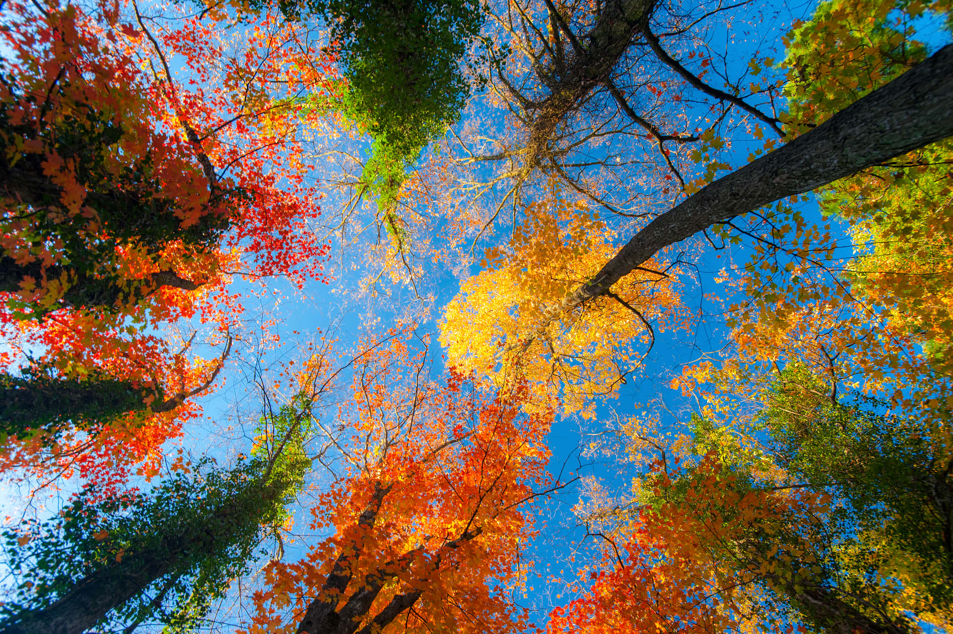 4k Fall Wallpaper