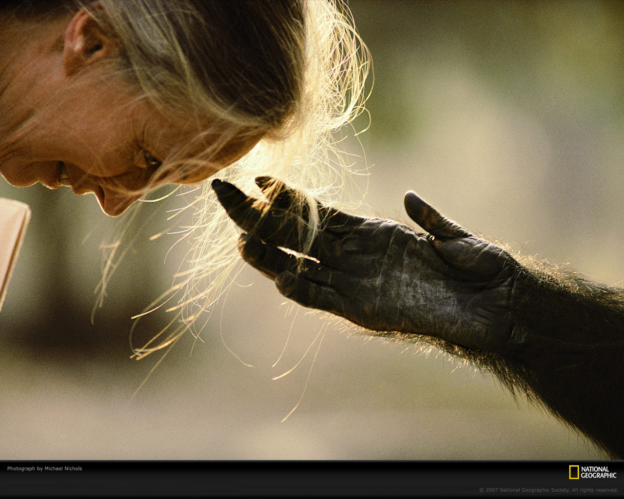 Jane Goodall With Chimp
