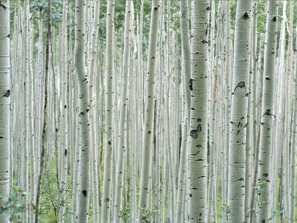 Tree Pattern Photos Trees Wallpaper Gallery    National Geographic 600x450