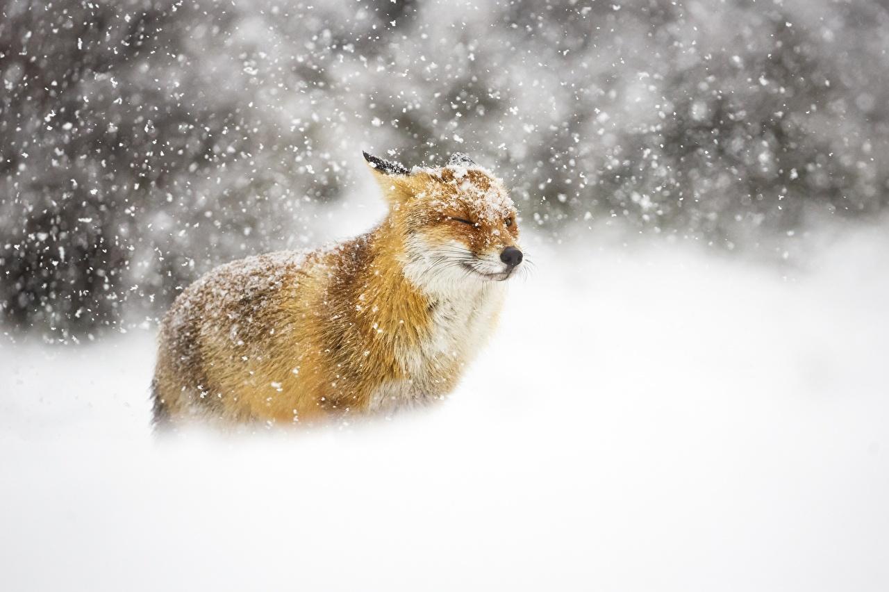 Photos Foxes Winter Snow Animal