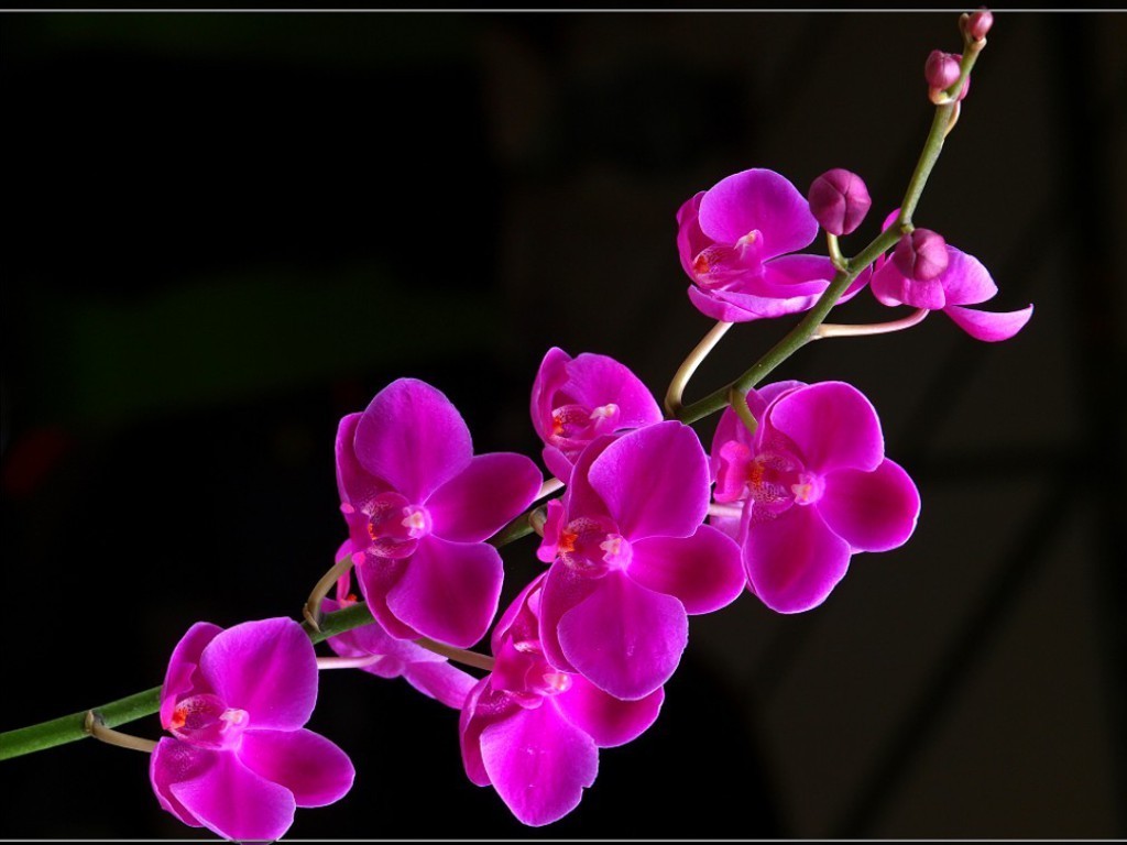 Beautiful Purple Orchid HD Wallpaper