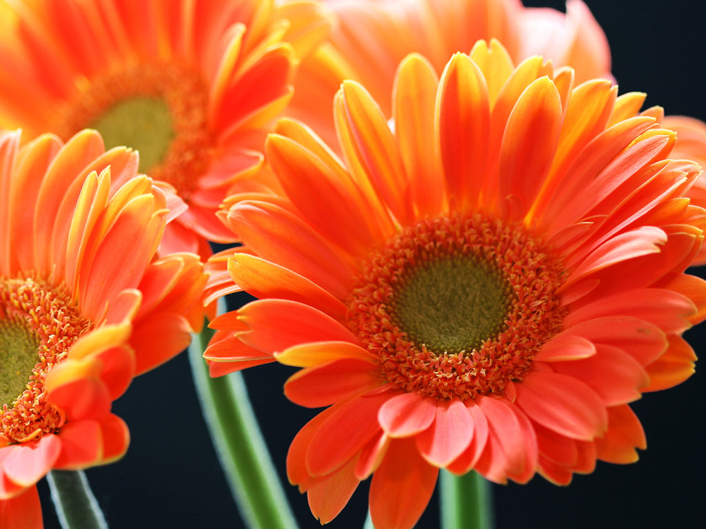 Tag Orange Gerbera Daisy Flowers Wallpapers Backgrounds Paos 1024x768