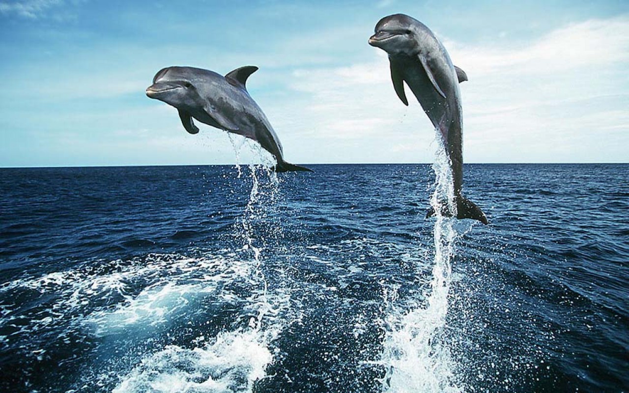 Dolphins Home Dolphin Loving Wallpaper For Mobile Hq Background