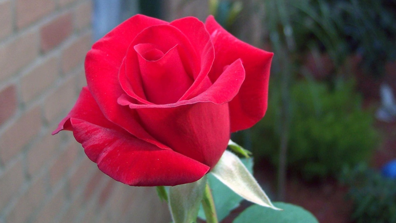 Here You Can Red Rose Wallpaper High