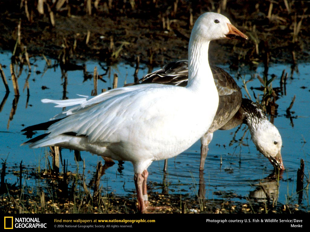 Snow Geese Picture Desktop Wallpaper